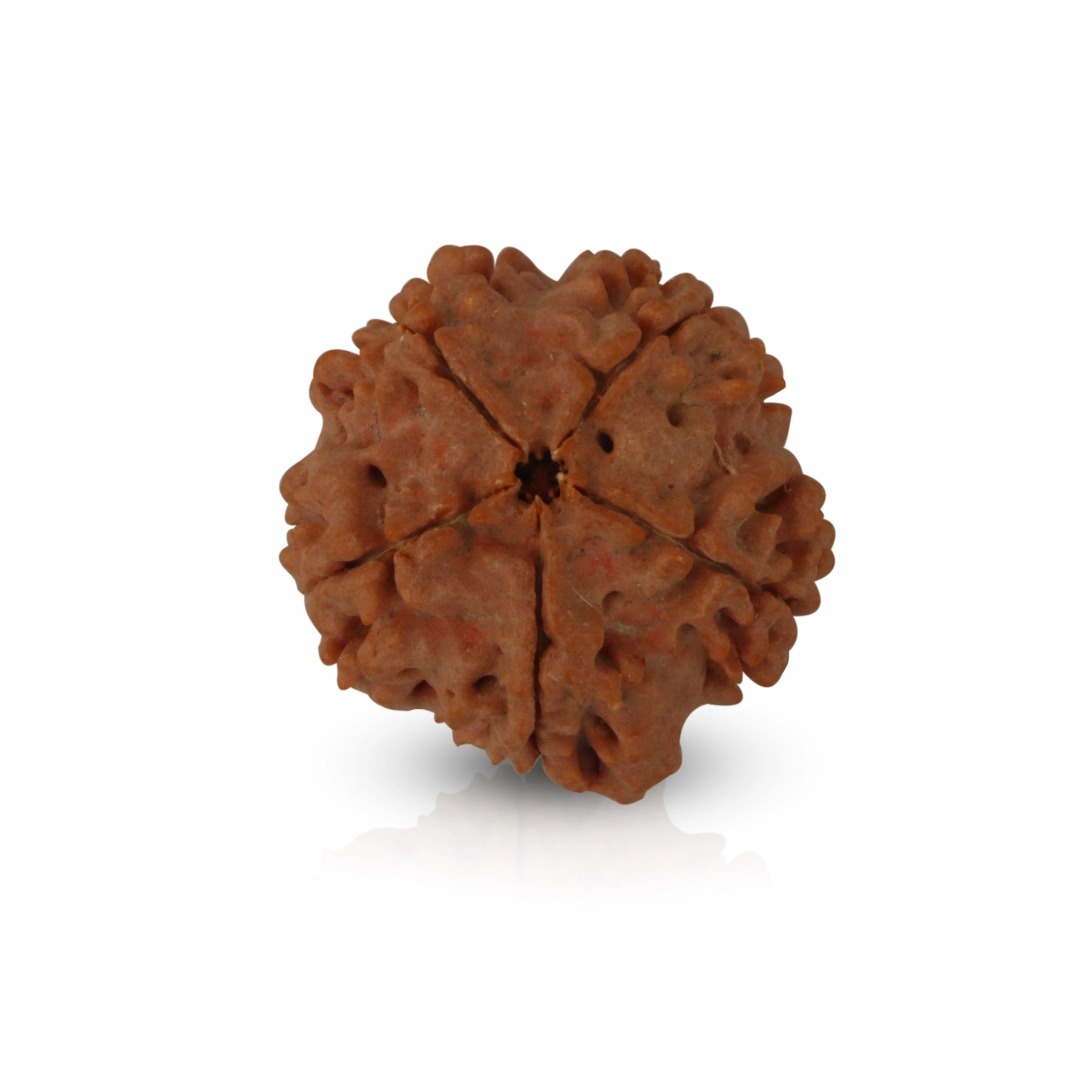 5 Mukhi Rudraksha Beads - 22 mm | Kalagni Rudra Five Mukhi/ 5 Face Nepali Rudraksh Beads for Men & Women - Image 3