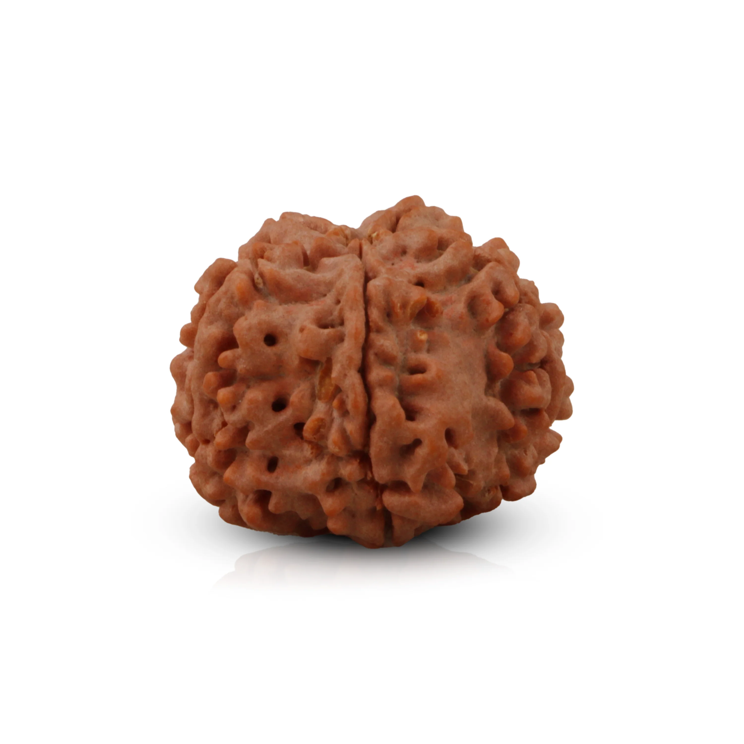 5 Mukhi Rudraksha Beads - 22 mm | Kalagni Rudra Five Mukhi/ 5 Face Nepali Rudraksh Beads for Men & Women - Image 4