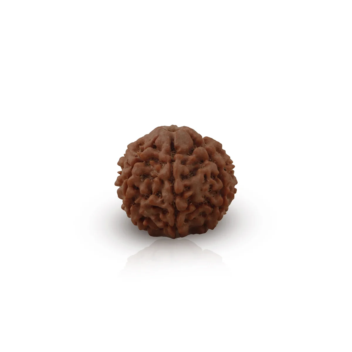 7 Face Rudraksha Bead | 22 mm/ 7 Mukhi Rudraksh Bead/ Nepal Ruthratcham Bead for Men And Women - Image 2
