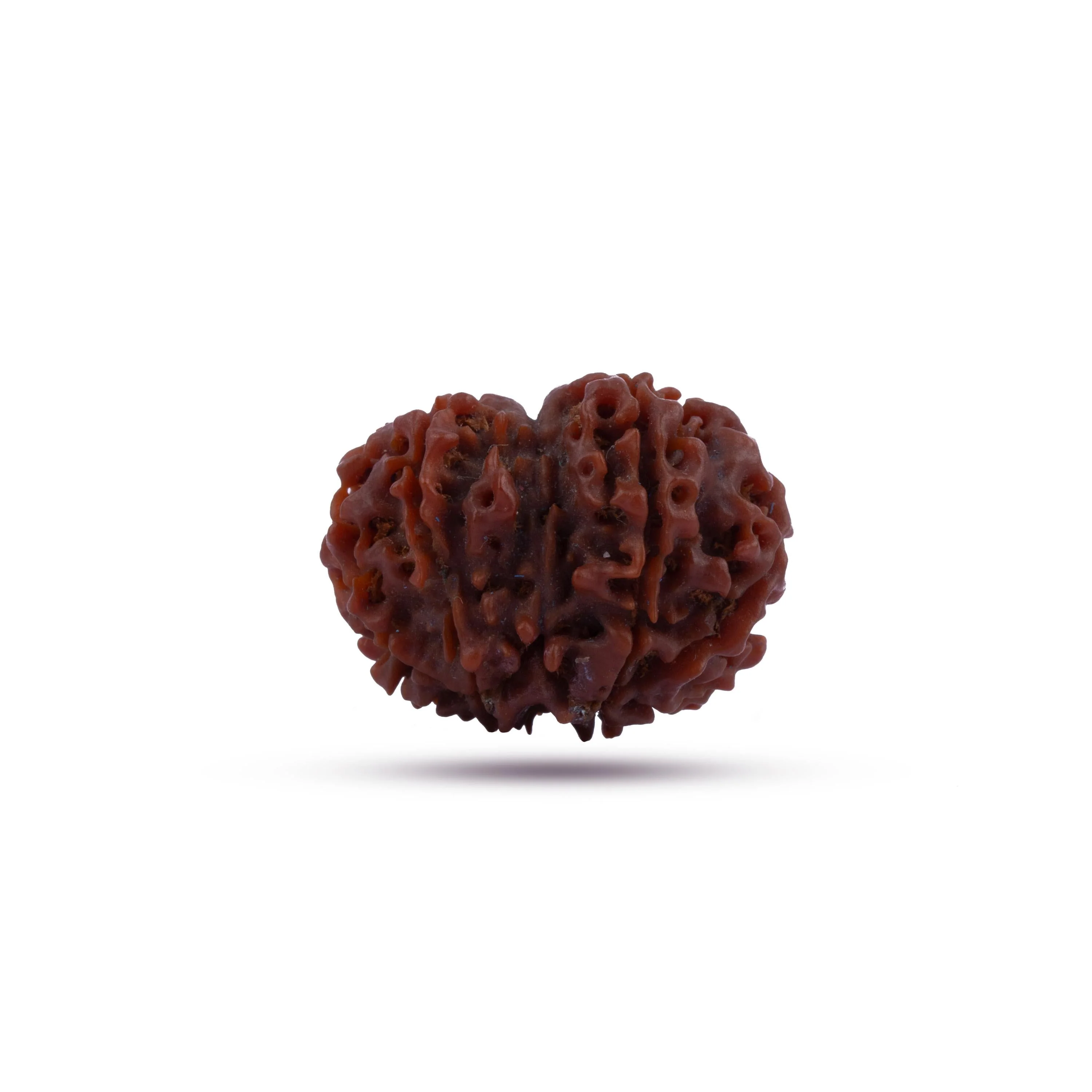 8 Mukhi Rudraksha Beads | 8 Face Beads/ Ganesha Beads/ Nepal Ruthratcham For Energy, Success And Protection - Image 3