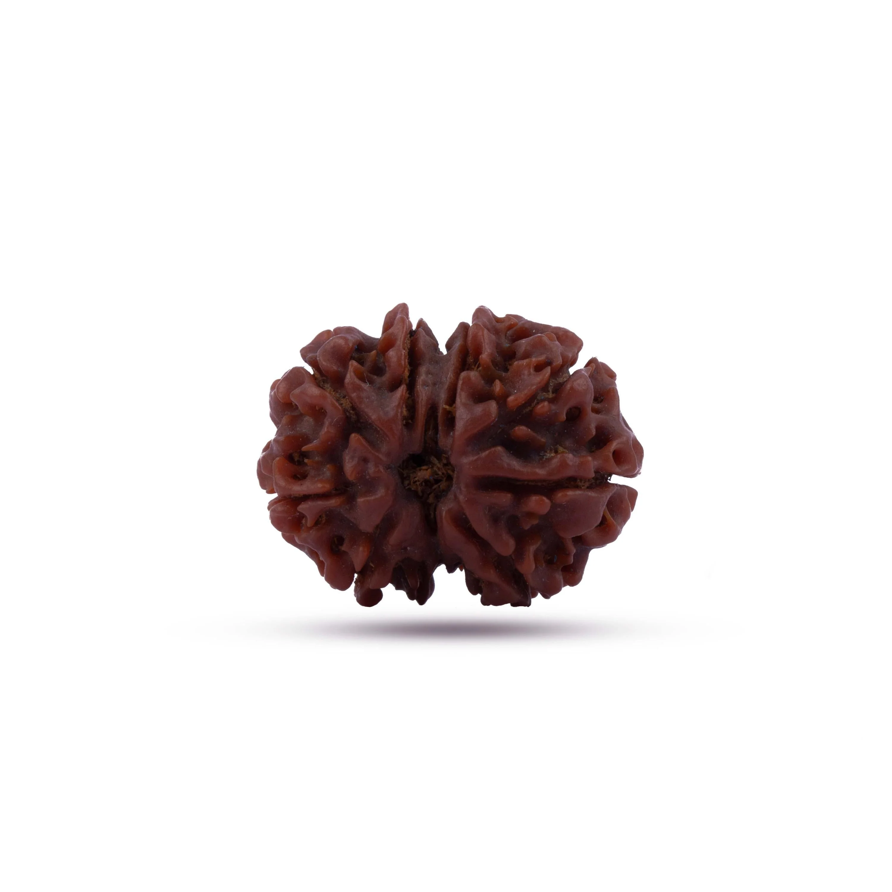 8 Mukhi Rudraksha Beads | 8 Face Beads/ Ganesha Beads/ Nepal Ruthratcham For Energy, Success And Protection - Image 4
