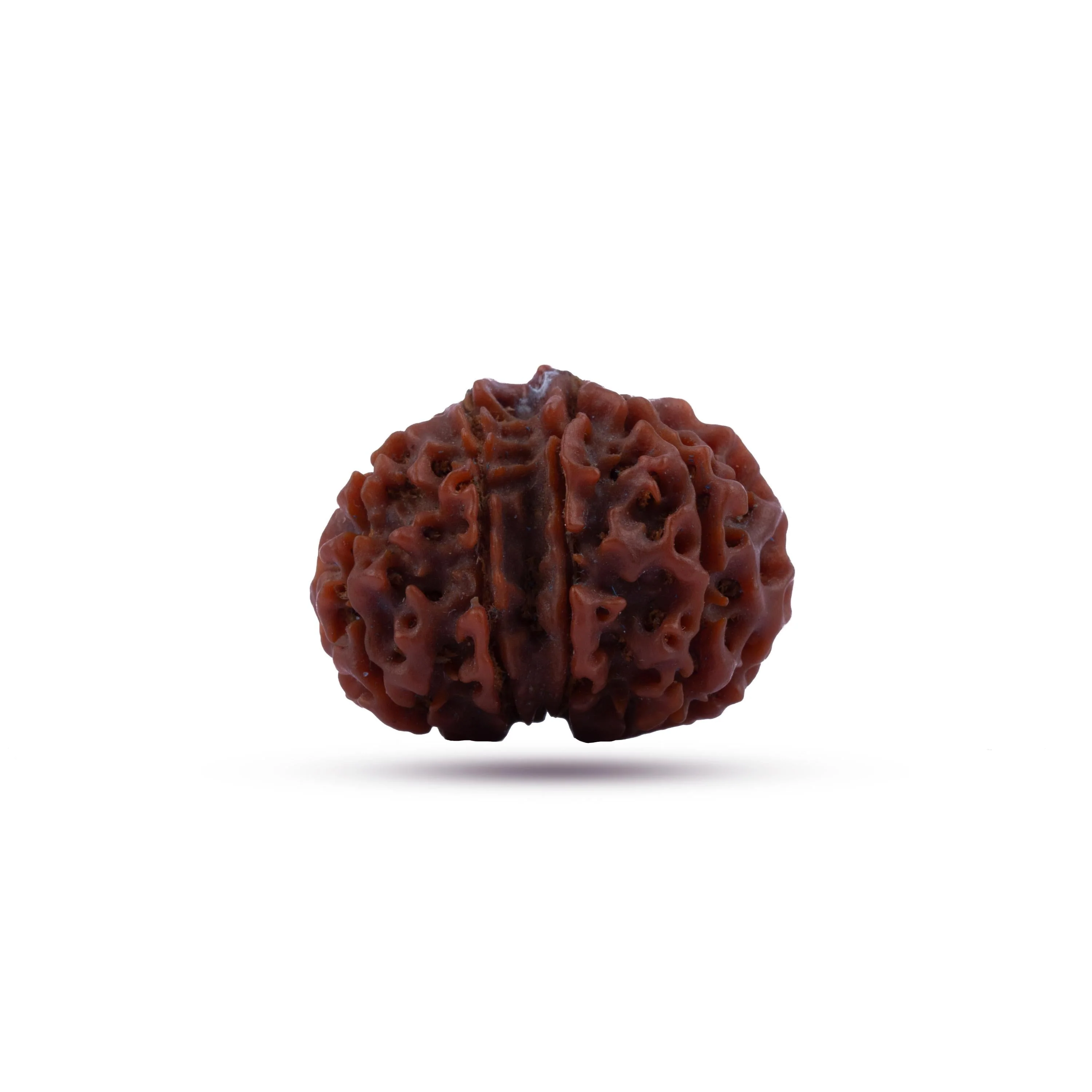 8 Mukhi Rudraksha Beads | 8 Face Beads/ Ganesha Beads/ Nepal Ruthratcham For Energy, Success And Protection - Image 5