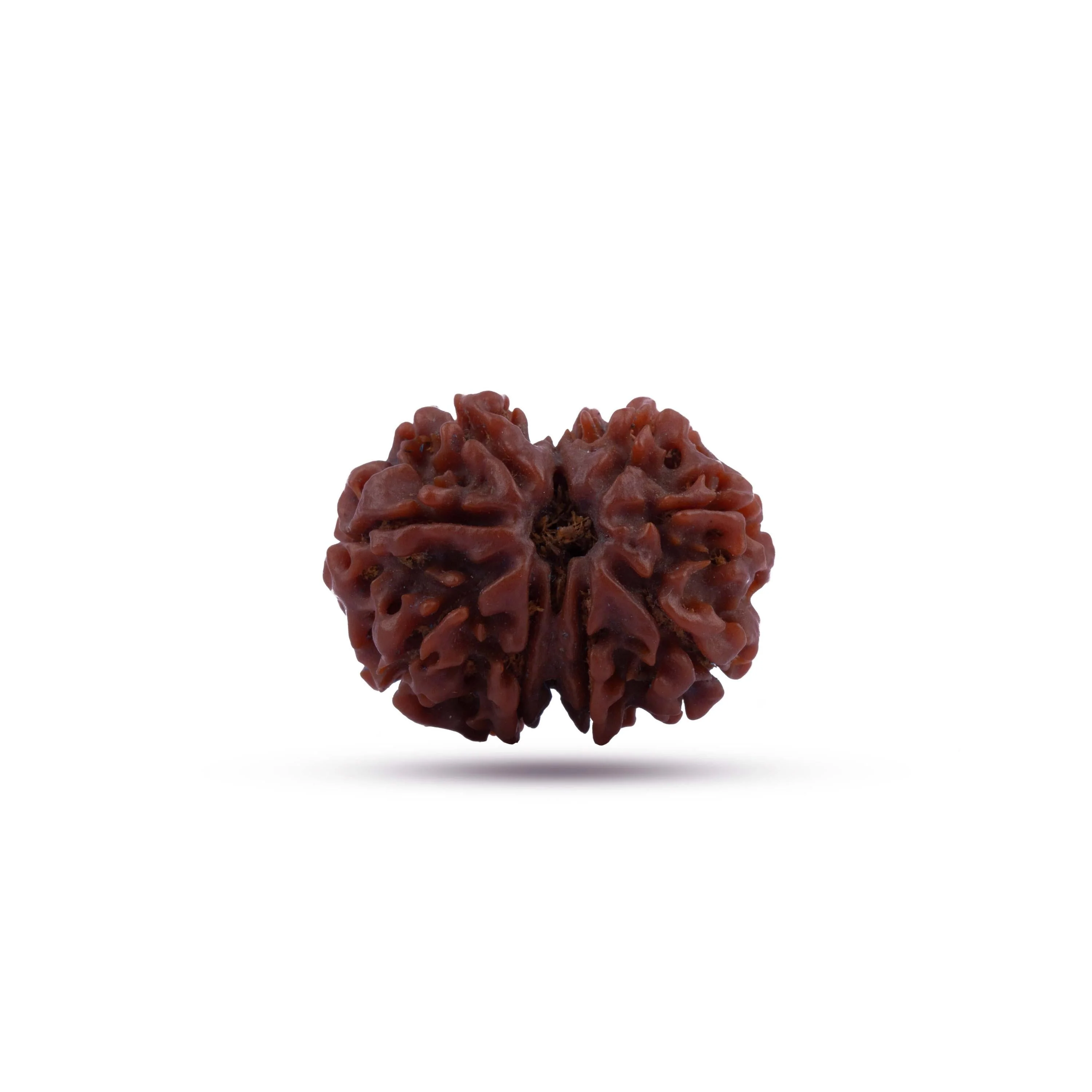 8 Mukhi Rudraksha Beads | 8 Face Beads/ Ganesha Beads/ Nepal Ruthratcham For Energy, Success And Protection - Image 6