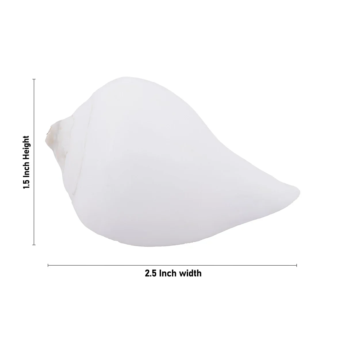 Abhishek Shankh - 1.5 x 2.5 Inches | Sangu/ Conch/ Abhishek Shankha for Pooja - Image 3
