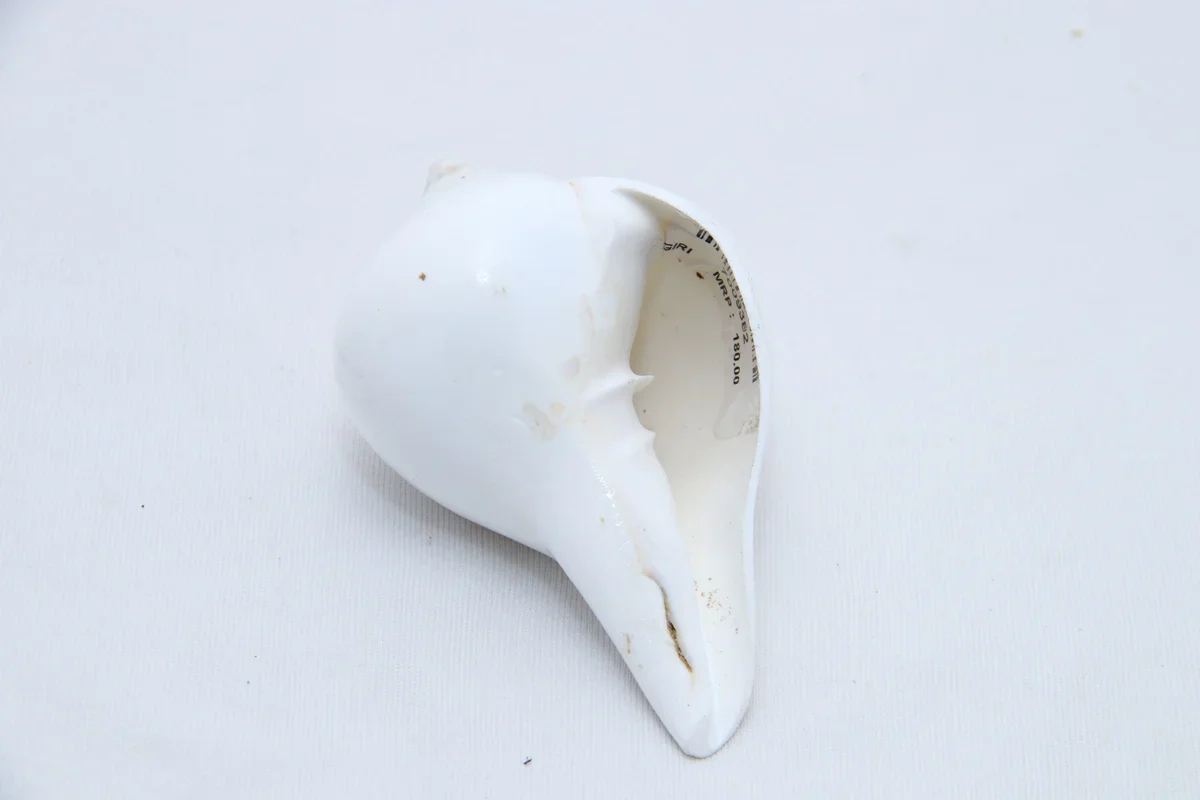 Abhishek Shankh - 2 x 3.5 Inches | Sangu/ Conch/ Abhishek Shankha for Pooja - Image 5