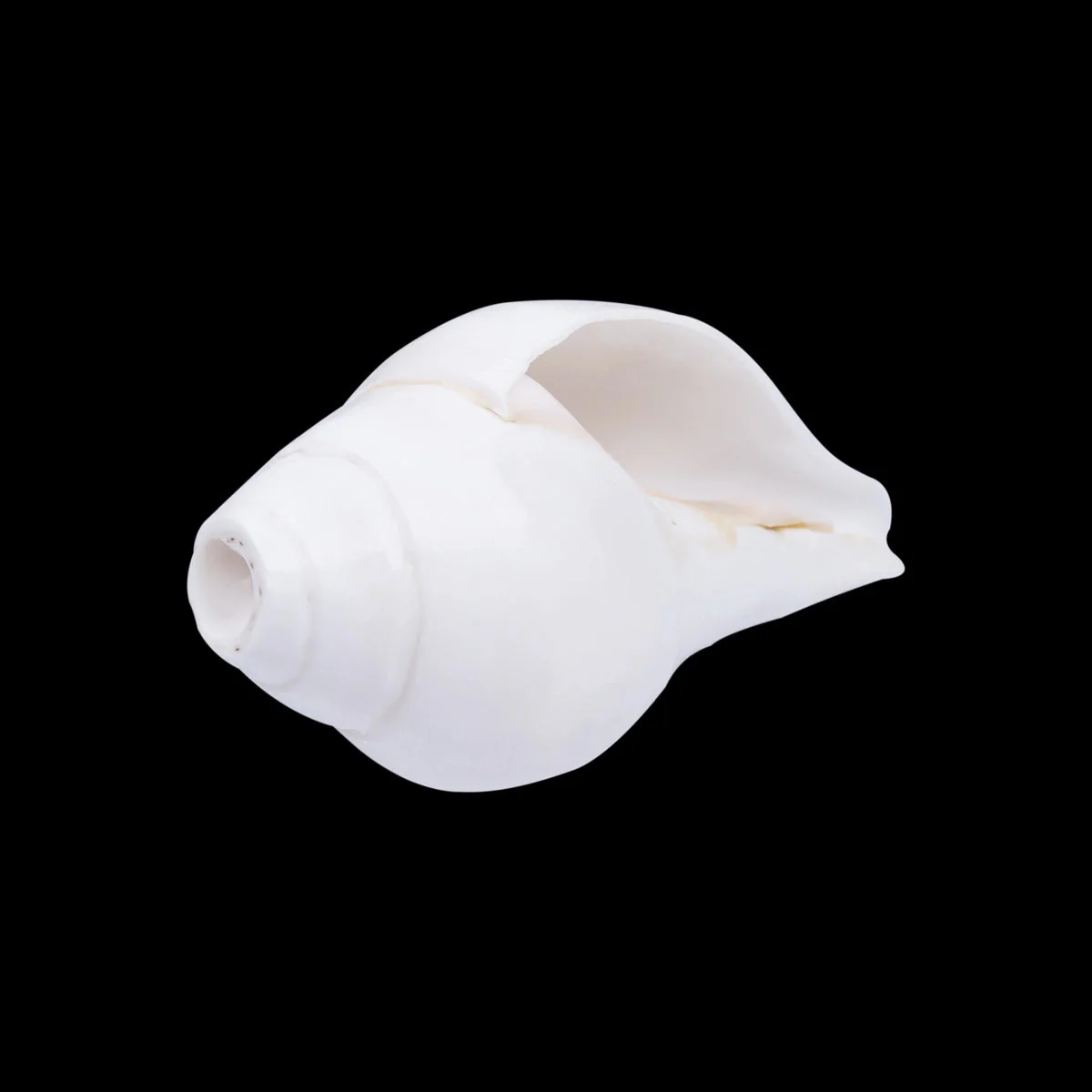 Blowing Shankh - 2.5 X 5.5 Inches | Blowing Conch/ Bajane Wala Shankh/ Vamavarti Shankh For Pooja - Image 2