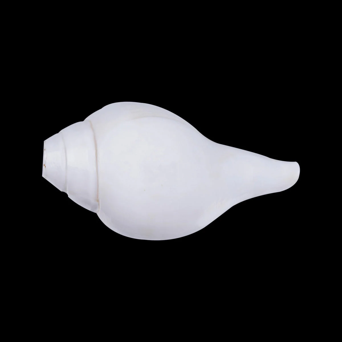 Blowing Shankh - 2.5 X 5.5 Inches | Blowing Conch/ Bajane Wala Shankh/ Vamavarti Shankh For Pooja - Image 3
