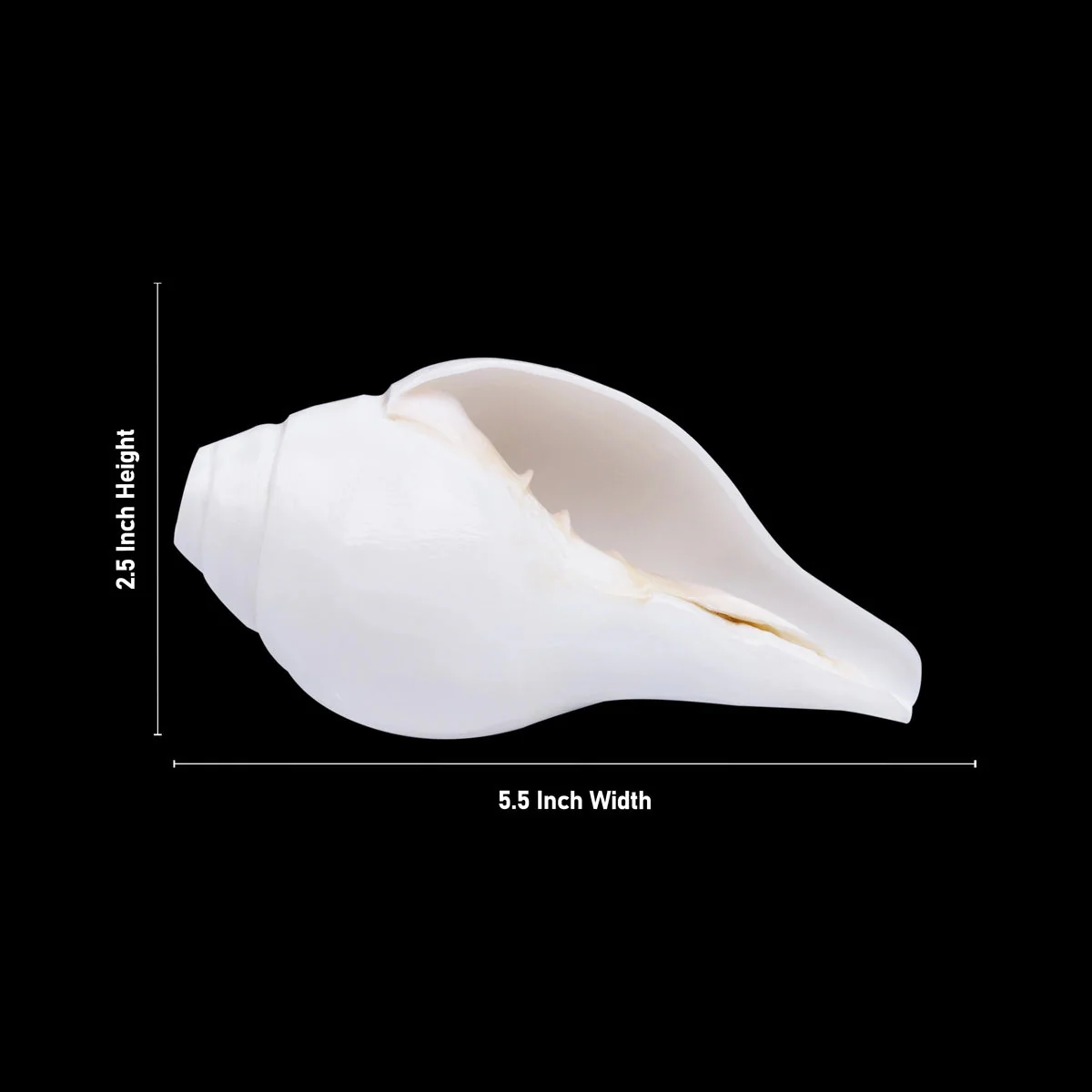 Blowing Shankh - 2.5 X 5.5 Inches | Blowing Conch/ Bajane Wala Shankh/ Vamavarti Shankh For Pooja - Image 4