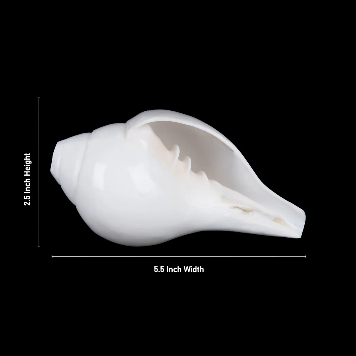 Blowing Shankh - 2.5 x 5.5 Inches | Blowing Conch/ Vamavarti Shankh/ Bajane Wala Shankh for Pooja - Image 2
