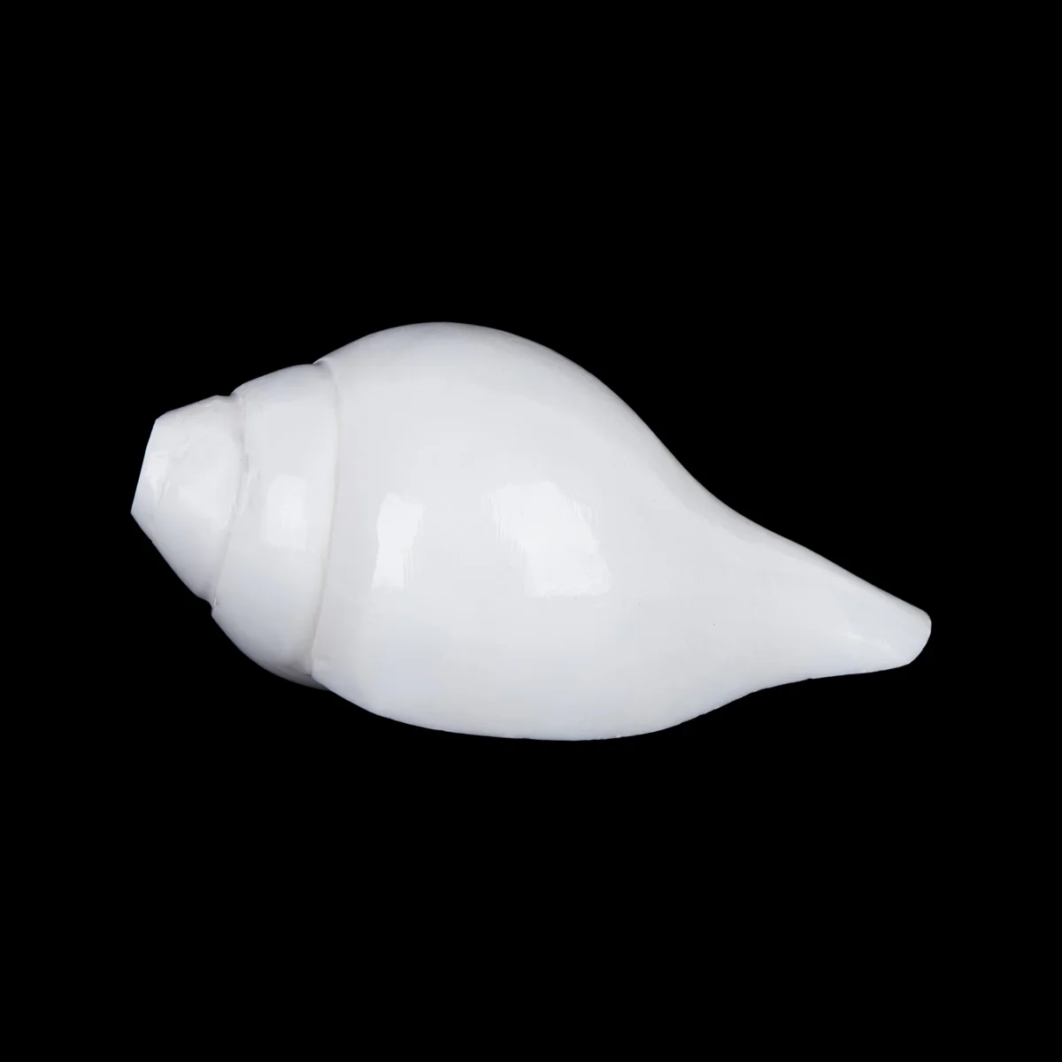 Blowing Shankh - 2.5 x 5.5 Inches | Blowing Conch/ Vamavarti Shankh/ Bajane Wala Shankh for Pooja - Image 3