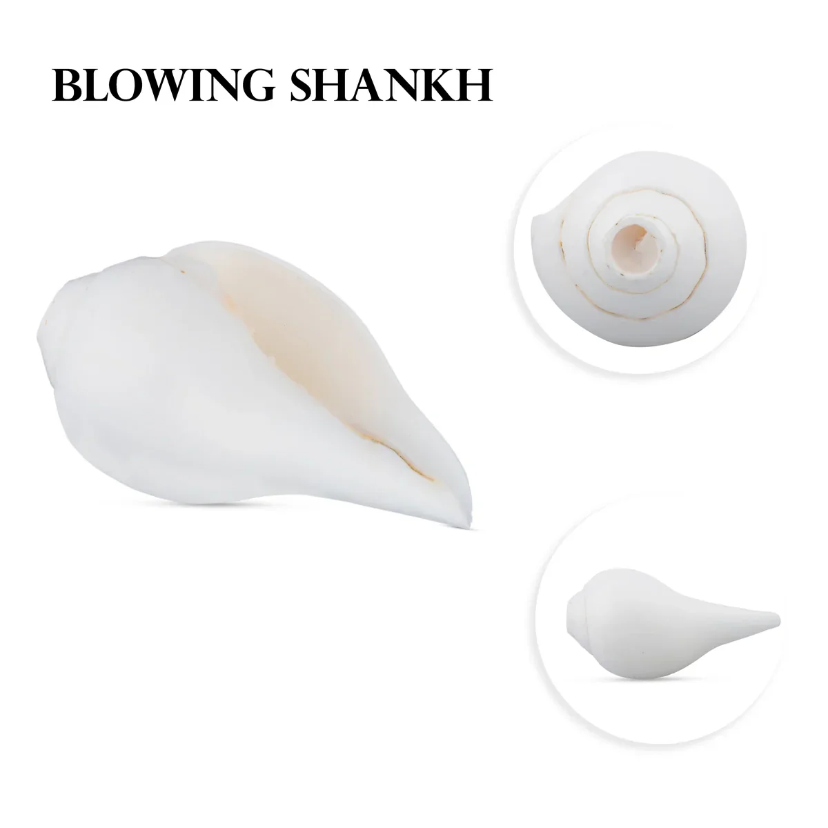 Blowing Shankh - 2.5 x 5 Inches | Shankha/ Conch for Pooja - Image 3