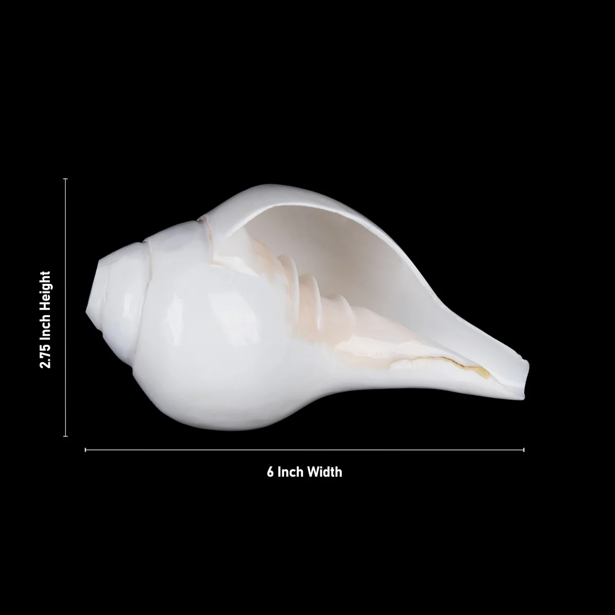 Blowing Shankh - 2.75 x 6 Inches | Blowing Conch/ Vamavarti Shankh/ Bajane Wala Shankh for Pooja - Image 2