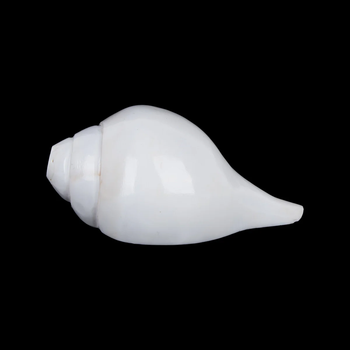 Blowing Shankh - 2.75 x 6 Inches | Blowing Conch/ Vamavarti Shankh/ Bajane Wala Shankh for Pooja - Image 3