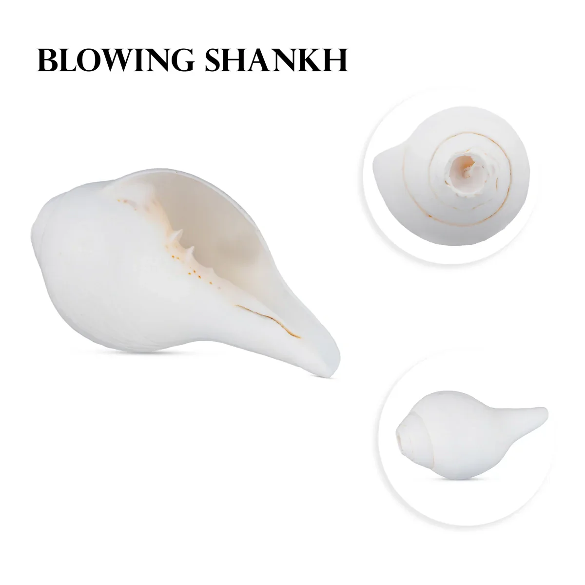 Blowing Shankh - 2 x 4.5 Inches | Shankha/ Conch for Pooja - Image 3