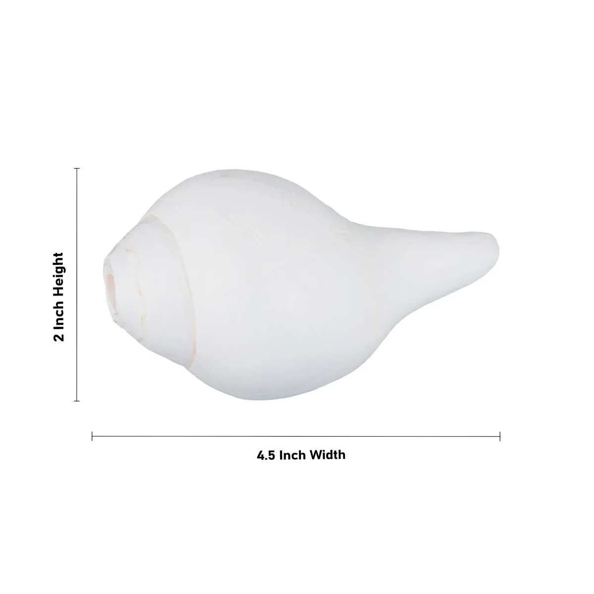 Blowing Shankh - 2 x 4.5 Inches | Shankha/ Conch for Pooja - Image 4