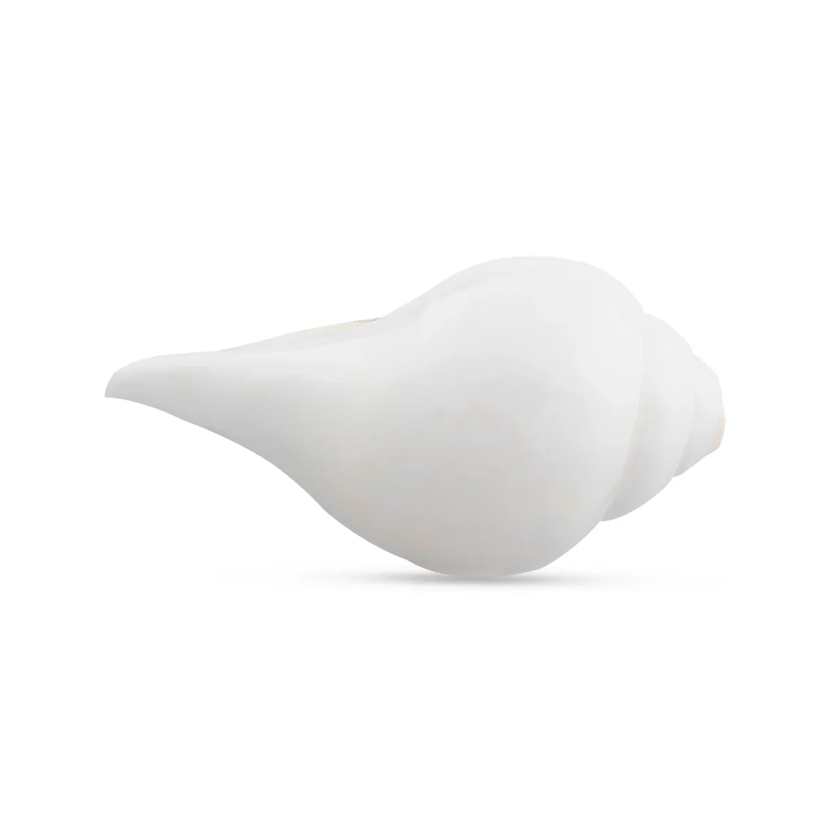 Blowing Shankh - 3 x 6 Inches | Shankha/ Conch for Pooja - Image 2