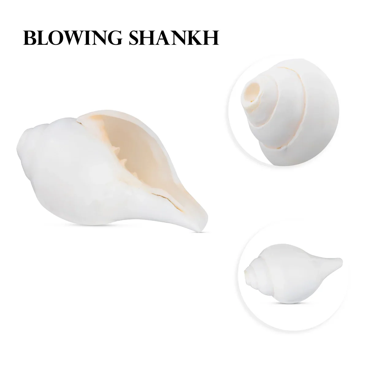 Blowing Shankh - 3 x 6 Inches | Shankha/ Conch for Pooja - Image 3