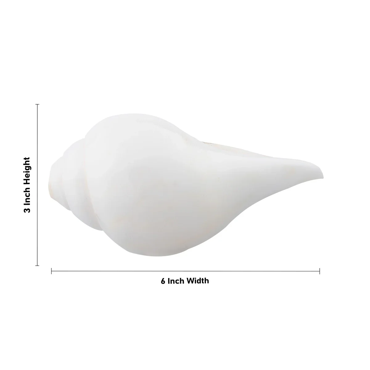 Blowing Shankh - 3 x 6 Inches | Shankha/ Conch for Pooja - Image 4