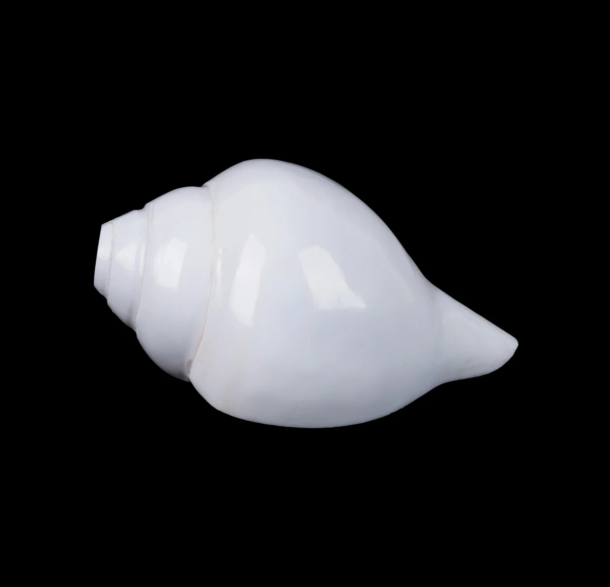Blowing Shankh - 3 x 6 Inches | Blowing Conch/ Vamavarti Shankh/ Bajane Wala Shankh for Pooja - Image 2