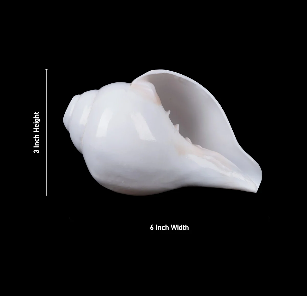 Blowing Shankh - 3 x 6 Inches | Blowing Conch/ Vamavarti Shankh/ Bajane Wala Shankh for Pooja - Image 3