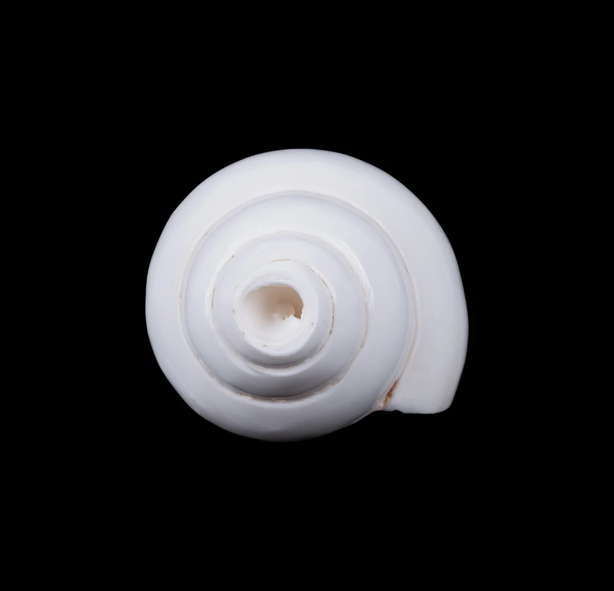 Blowing Shankh - 3 x 6 Inches | Blowing Conch/ Vamavarti Shankh/ Bajane Wala Shankh for Pooja - Image 4