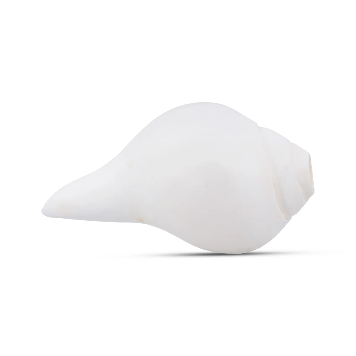 Blowing Shankh - 2 x 4.5 Inches | Conch/ Shankha for Pooja - Image 2