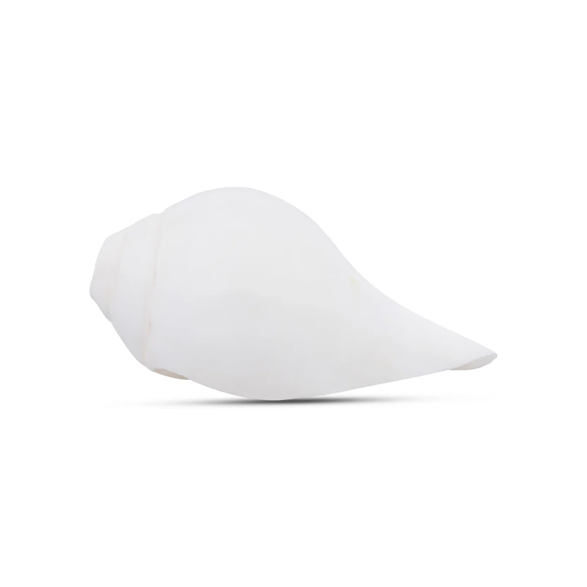 Blowing Shankh - 2 x 4.5 Inches | Conch/ Shankha for Pooja - Image 3