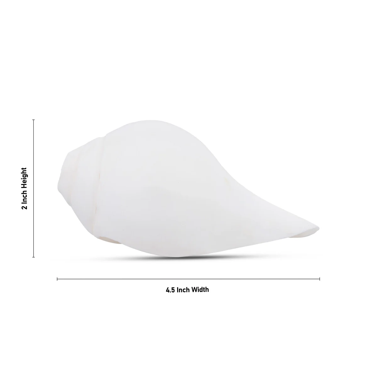 Blowing Shankh - 2 x 4.5 Inches | Conch/ Shankha for Pooja - Image 4