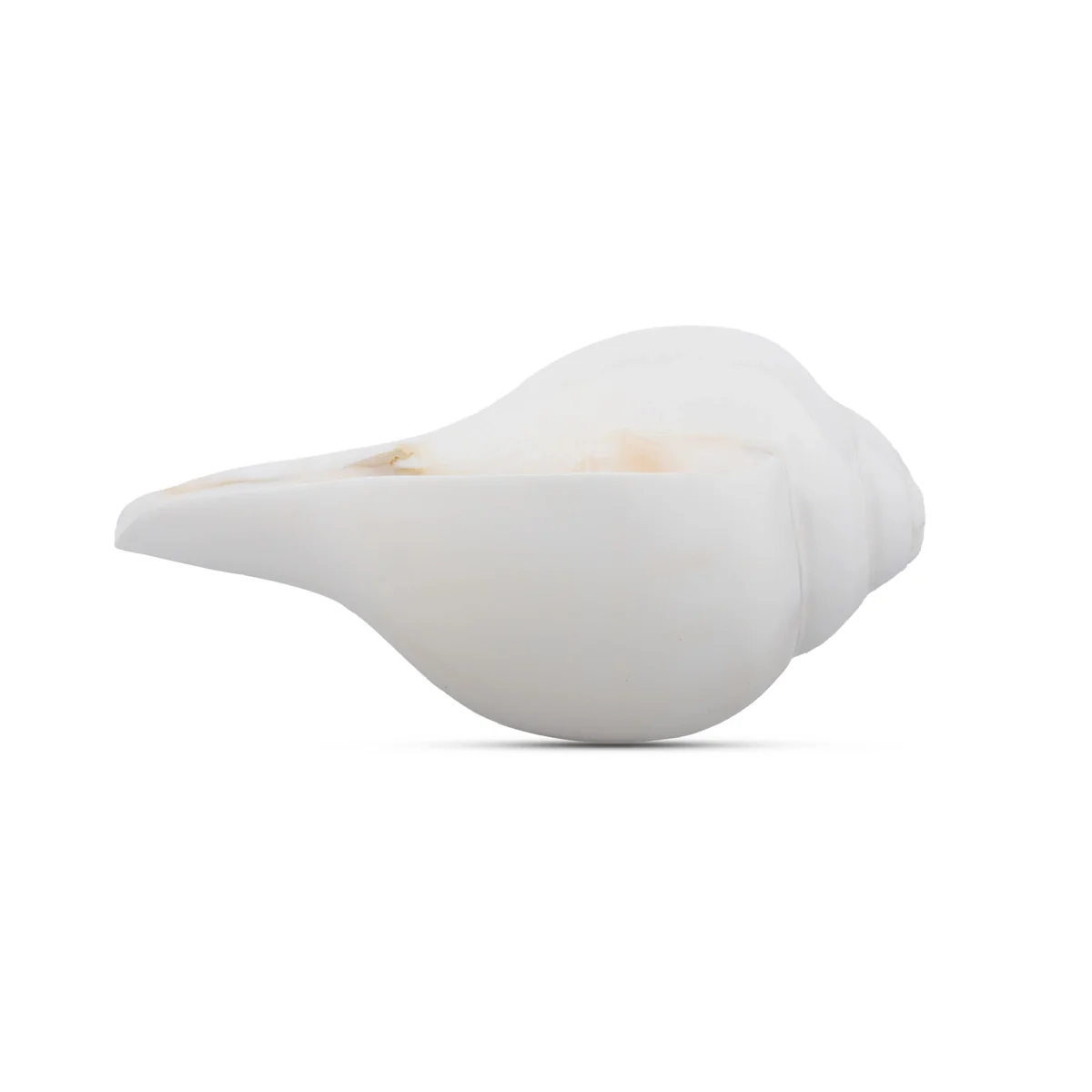 Blowing Shankh - 1.5 x 4 Inches | Shankha/ Conch for Pooja - Image 2