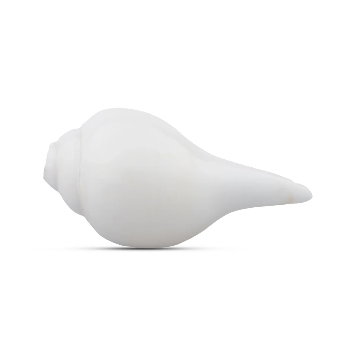Blowing Shankh - 1.5 x 4 Inches | Shankha/ Conch for Pooja - Image 3