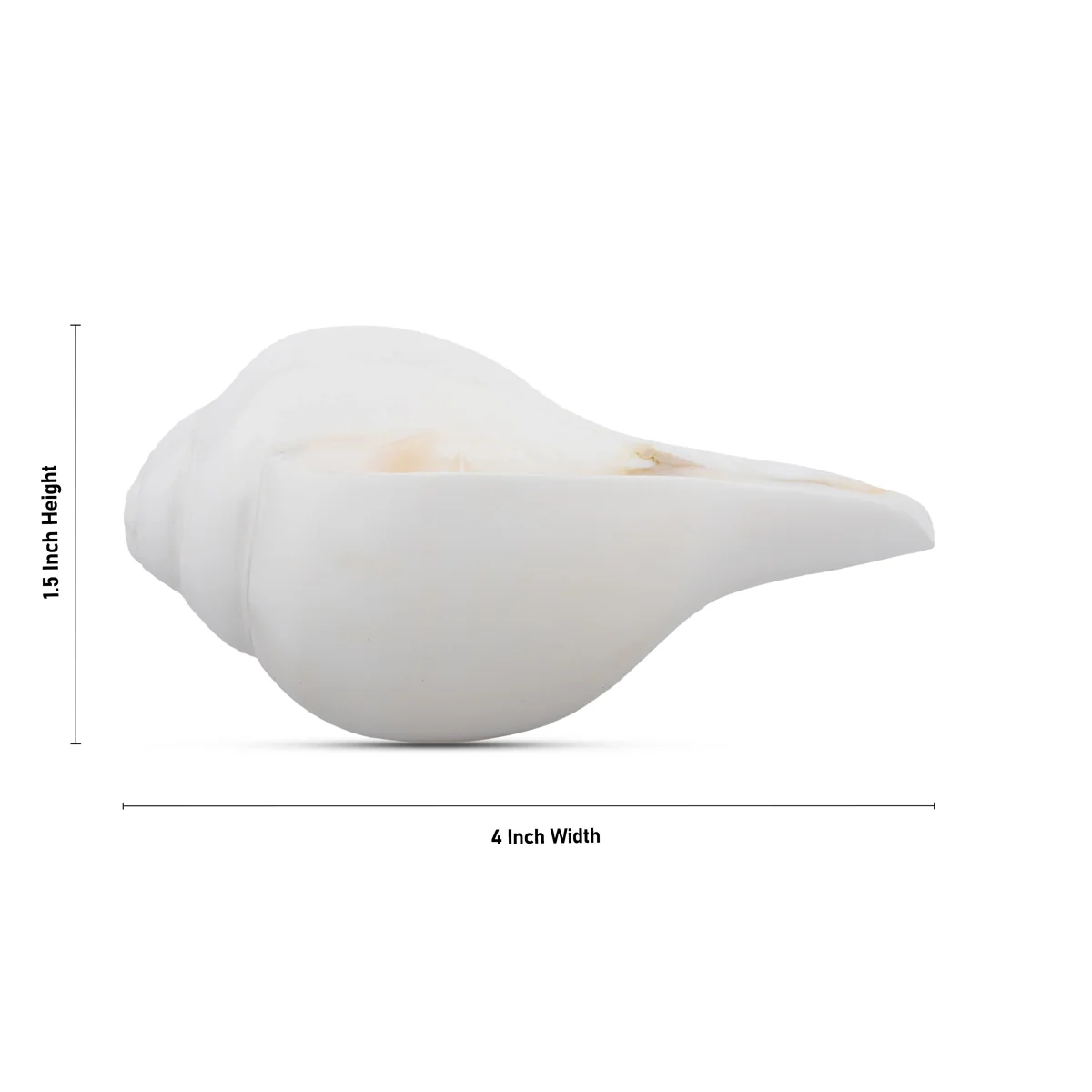 Blowing Shankh - 1.5 x 4 Inches | Shankha/ Conch for Pooja - Image 4