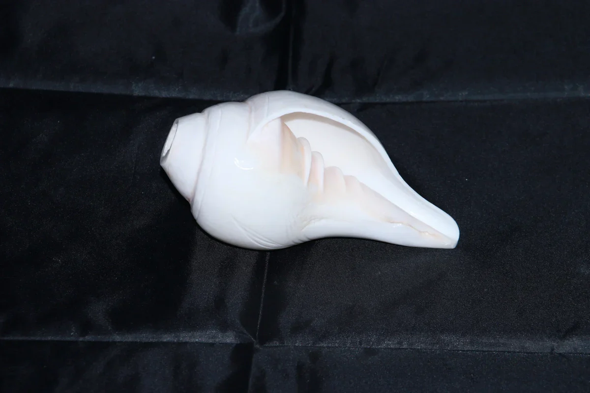 Blowing Shankh | Shankha/ Conch for Pooja - Image 3