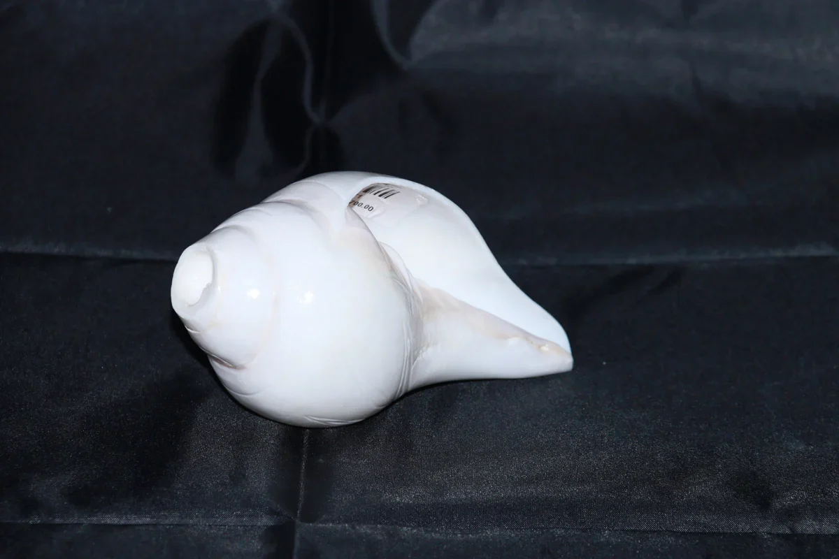 Blowing Shankh | Shankha/ Conch for Pooja - Image 4