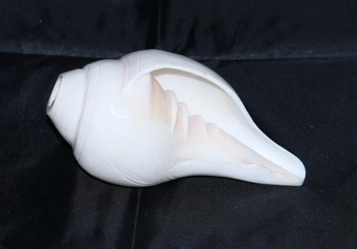 Blowing Shankh | Shankha/ Conch for Pooja - Image 5