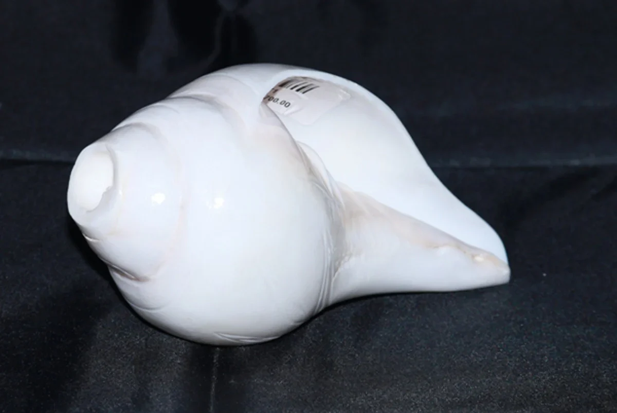 Blowing Shankh | Shankha/ Conch for Pooja - Image 6