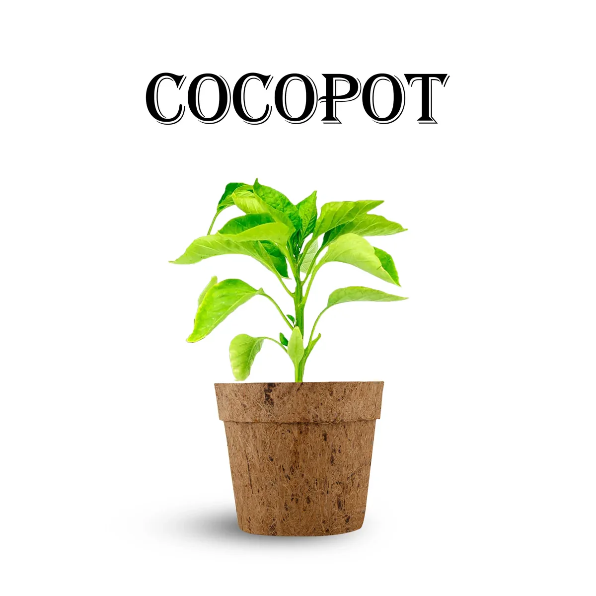 Coco Pot Set - 3.5 x 4 Inches | 5 Pcs/ Coir Pot/ CoCo Coir Pot for Plants - Image 8