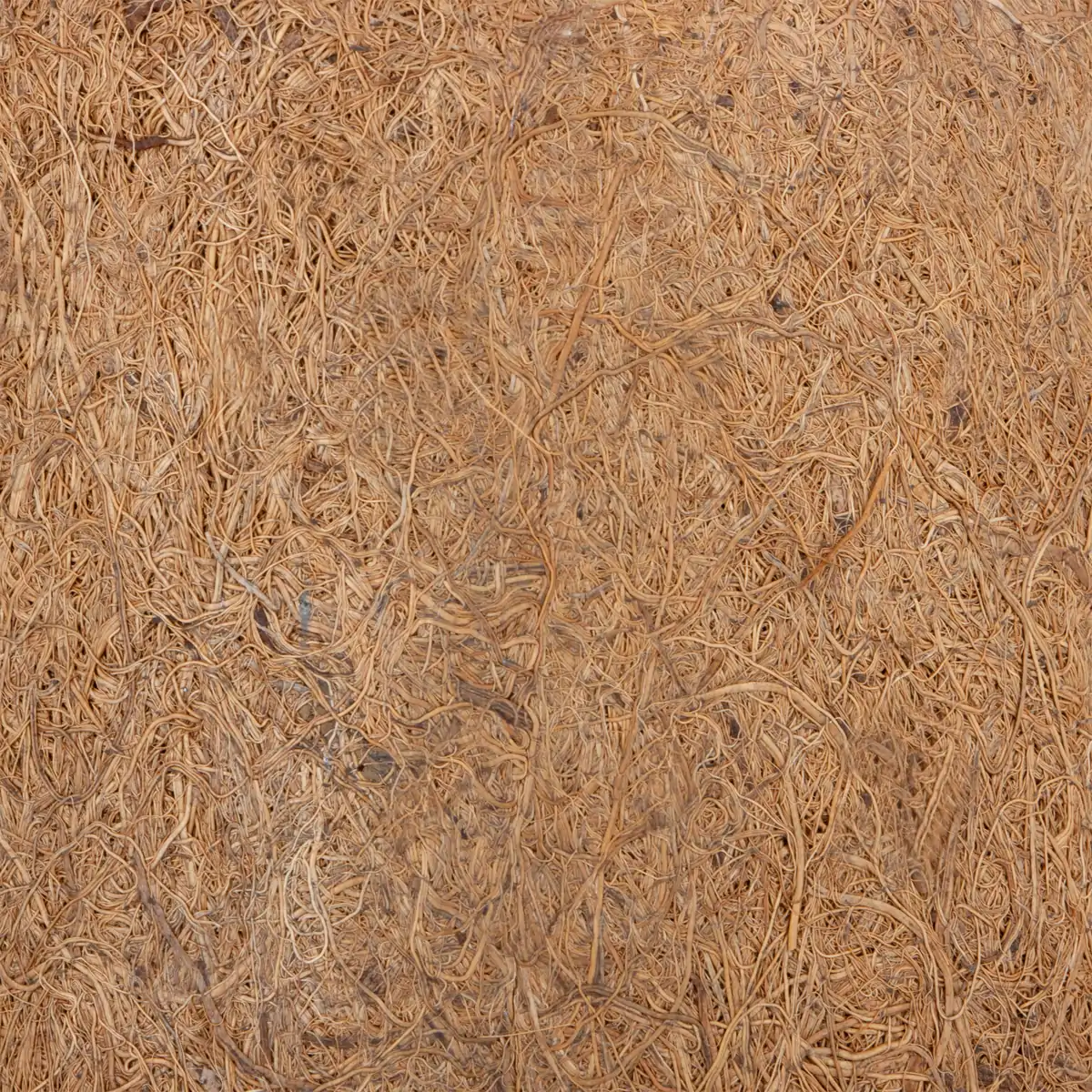 Coco Pot Pair - 5 x 6 Inches | 2 Pcs/ Coir Pot/ CoCo Coir Pot for Plants - Image 4