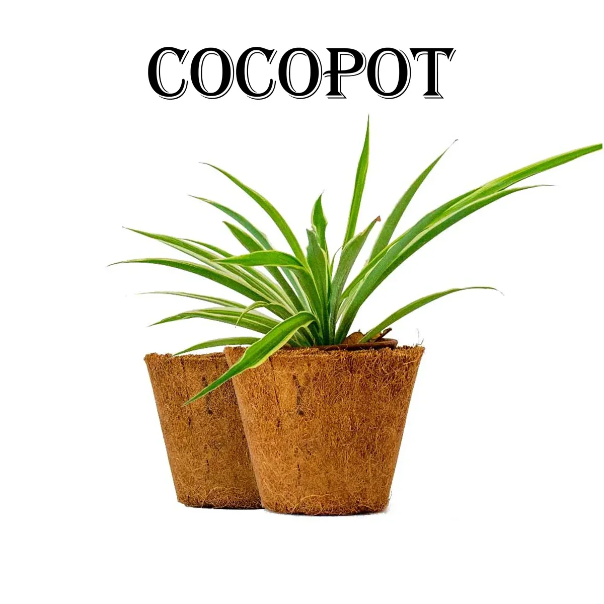 Coco Pot Pair - 5 x 6 Inches | 2 Pcs/ Coir Pot/ CoCo Coir Pot for Plants - Image 7