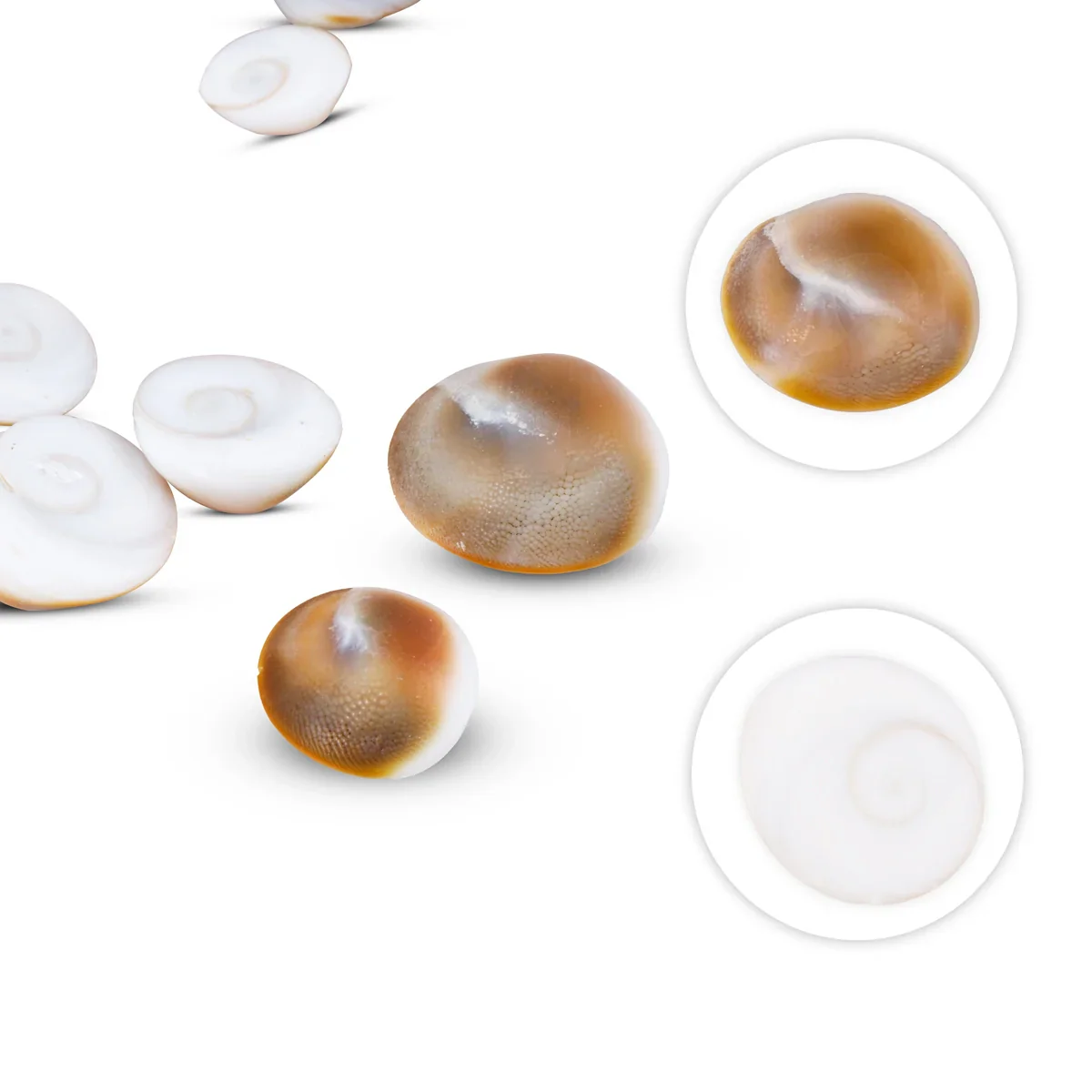 Gomti Chakra - 11 Pcs | Gomati Chakra/ Naag Chakra for Vastu and Laxmi Pooja - Image 2
