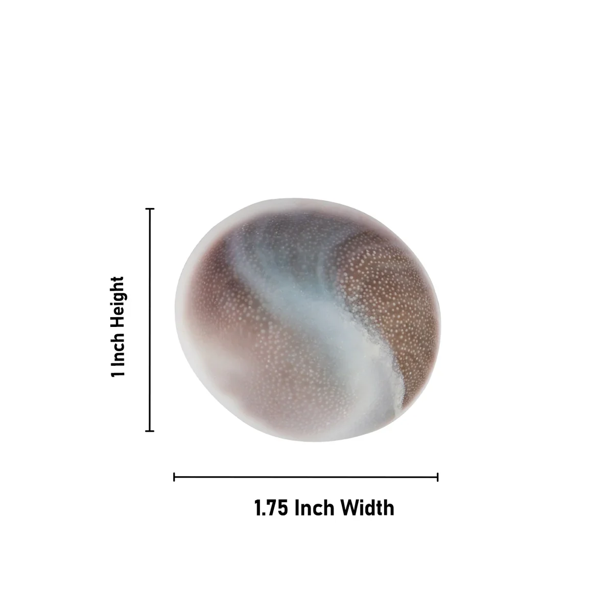 Gomti Chakra Nabi Shell - 1 x 1.75 Inches | 11 Pcs/ Gomati Chakra/ Naag Chakra for Vastu - Image 3