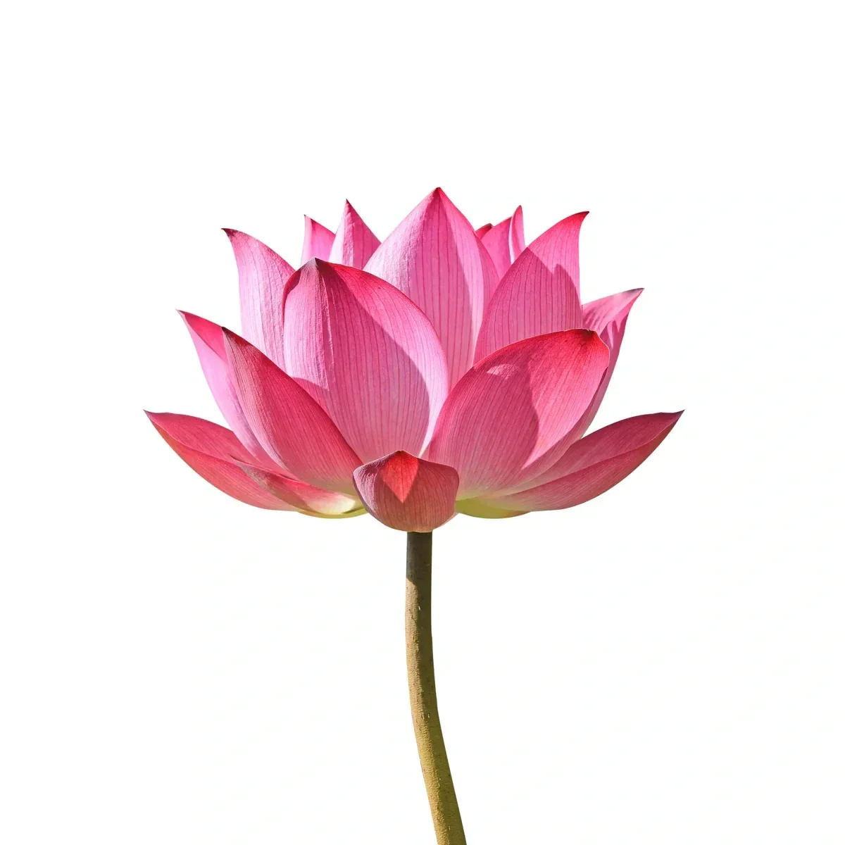 Lotus - Image 2