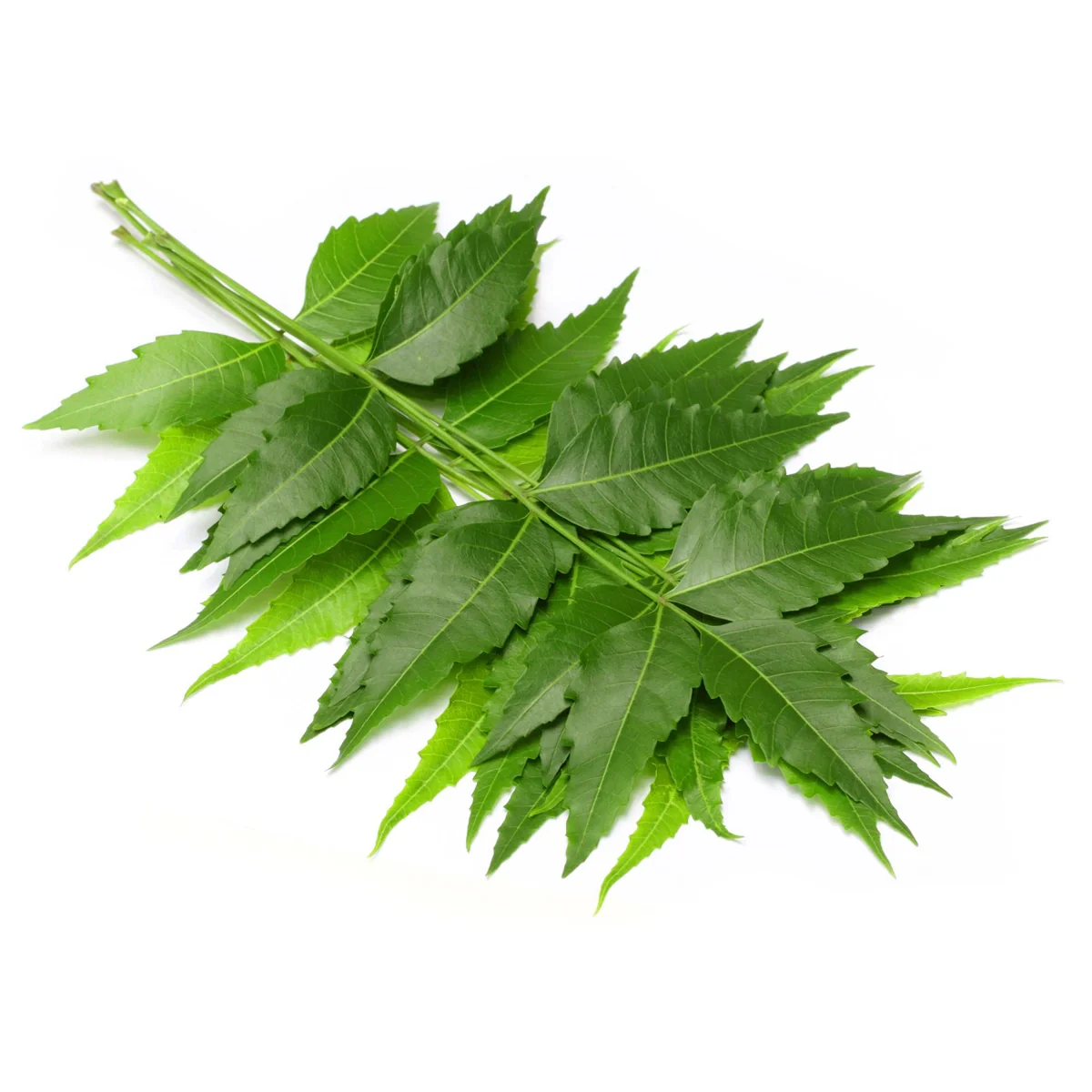 Fresh Neem Leaves - 100 Gms | Green Neem Leaves/ Neem Leaf for Face & Pooja - Image 2