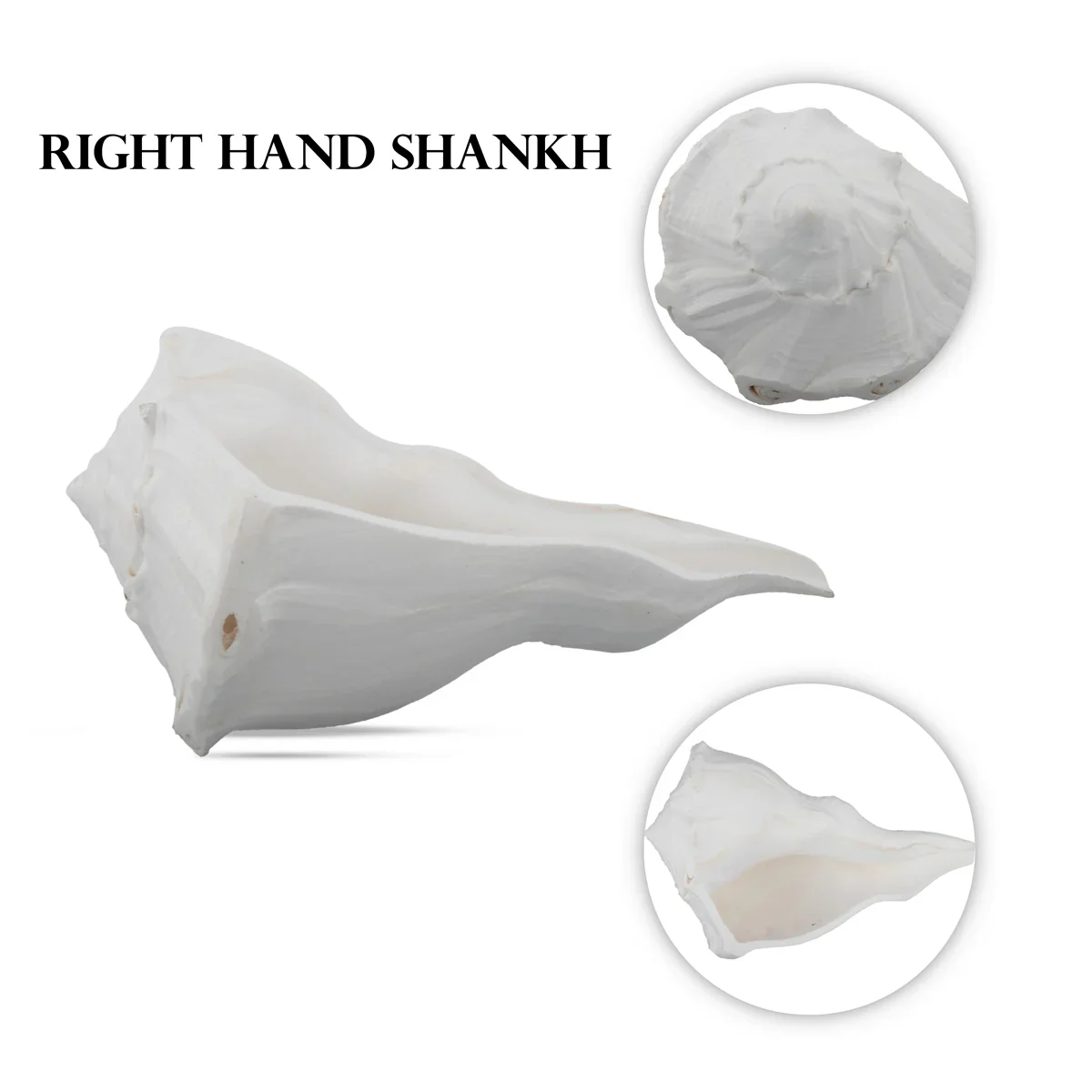 Right Hand Shankh - 3 x 5 Inches | Right Hand Shankh Conch/ Valampuri Sangu/ Dakshinavarti Shankh for Pooja - Image 3
