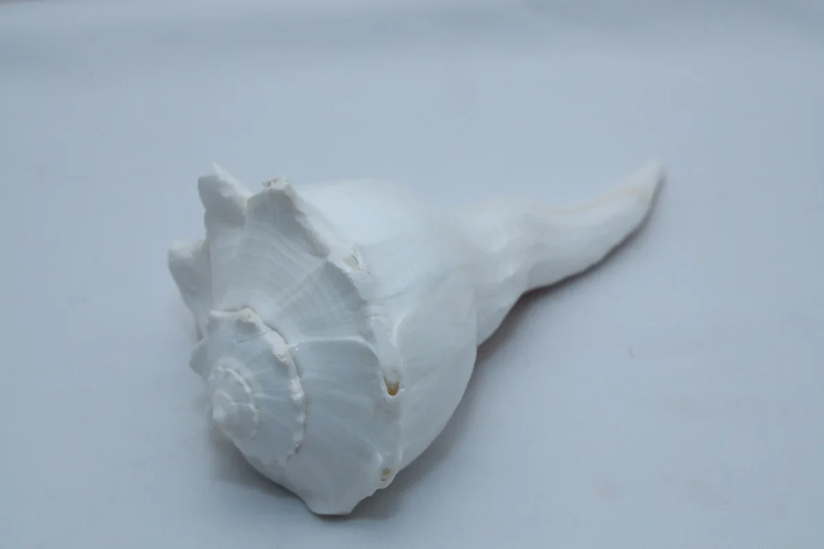 Right Hand Shankh - 3 x 5 Inches | Right Hand Shankh Conch/ Valampuri Sangu/ Dakshinavarti Shankh for Pooja - Image 3