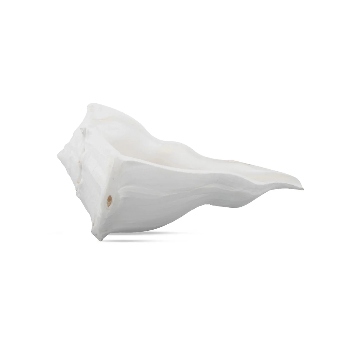 Right Hand Shankh - 2.5 x 4.5 Inches | Right Hand Shankh Conch/ Valampuri Sangu/ Dakshinavarti Shankh for Pooja - Image 2