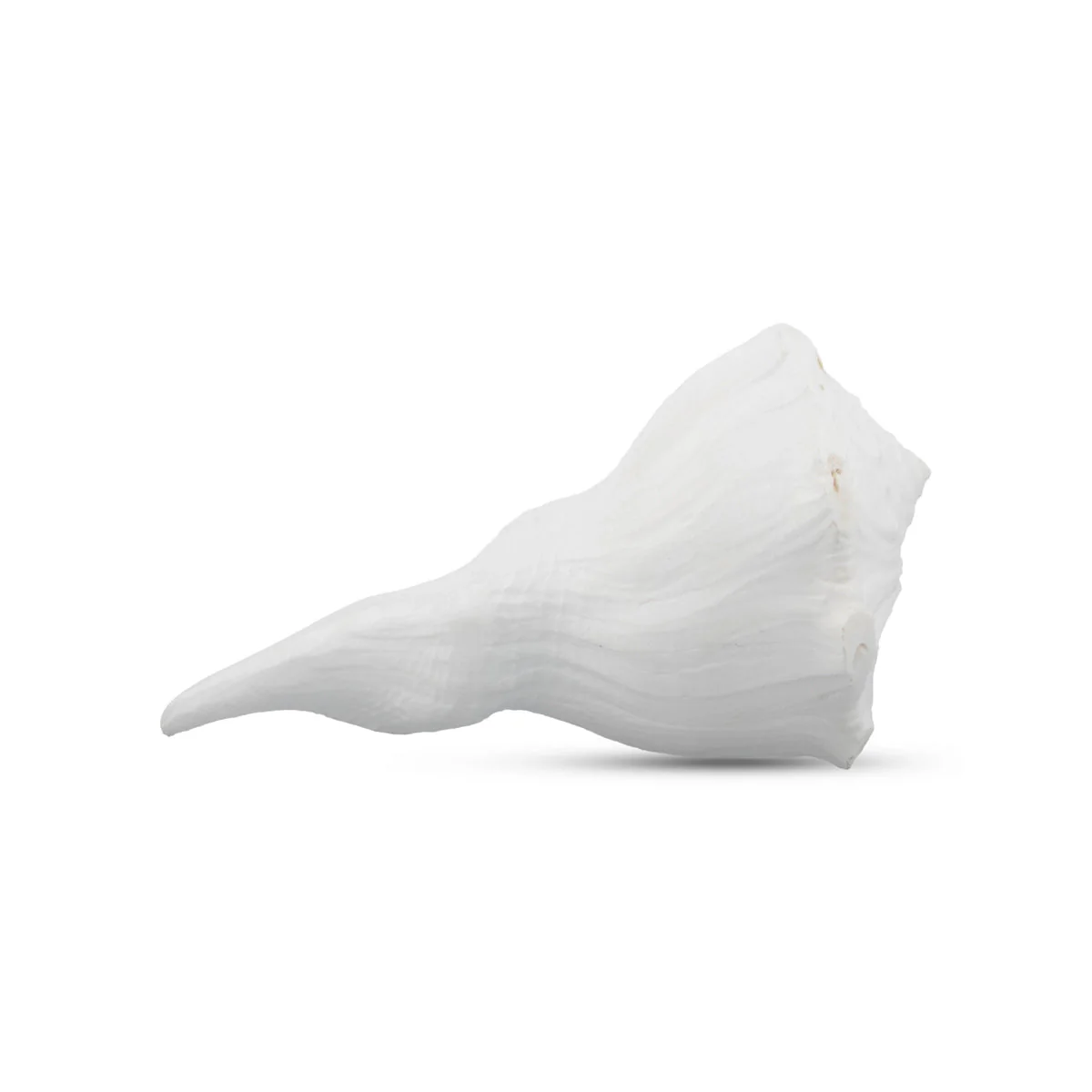 Right Hand Shankh - 2.5 x 4.5 Inches | Right Hand Shankh Conch/ Valampuri Sangu/ Dakshinavarti Shankh for Pooja - Image 3