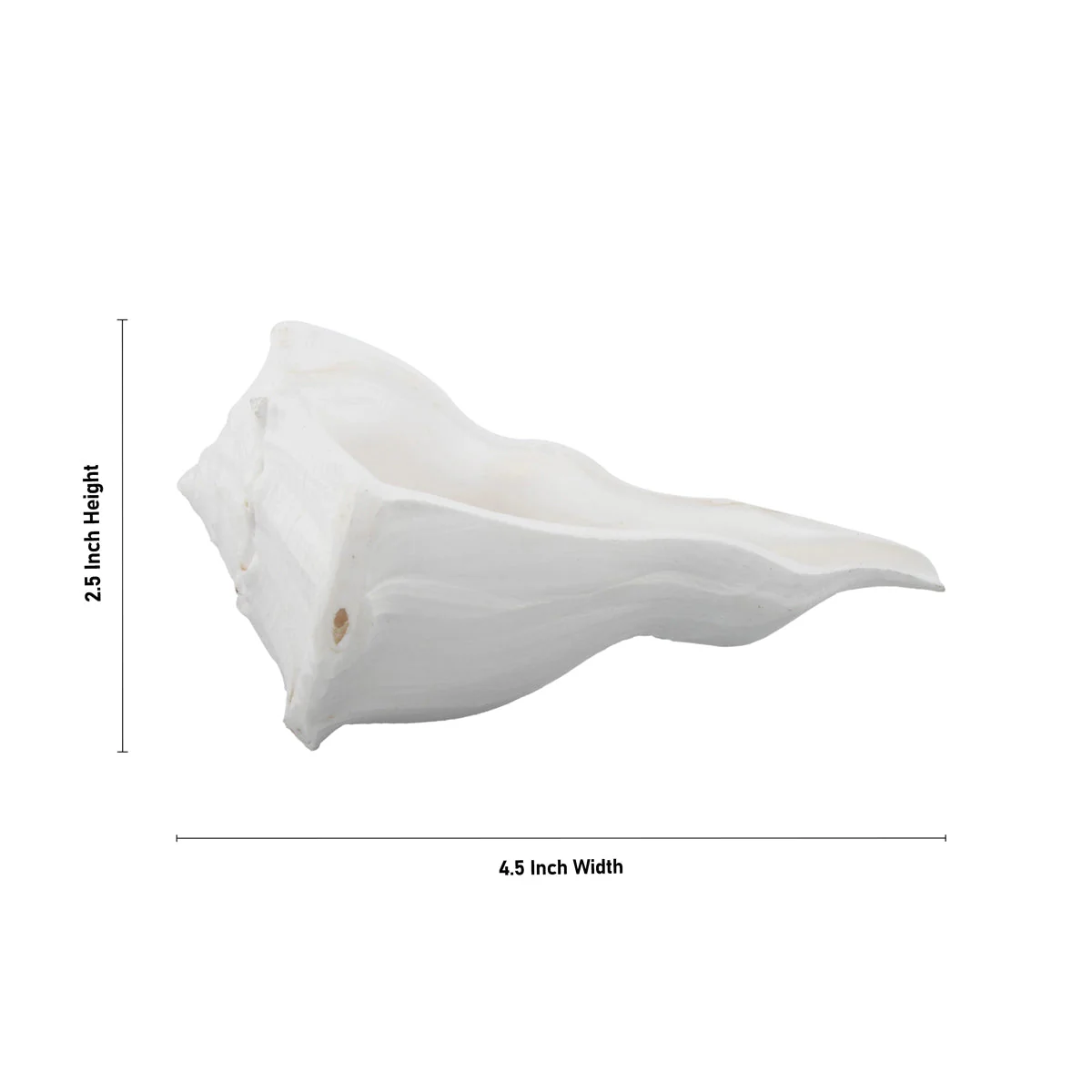 Right Hand Shankh - 2.5 x 4.5 Inches | Right Hand Shankh Conch/ Valampuri Sangu/ Dakshinavarti Shankh for Pooja - Image 4