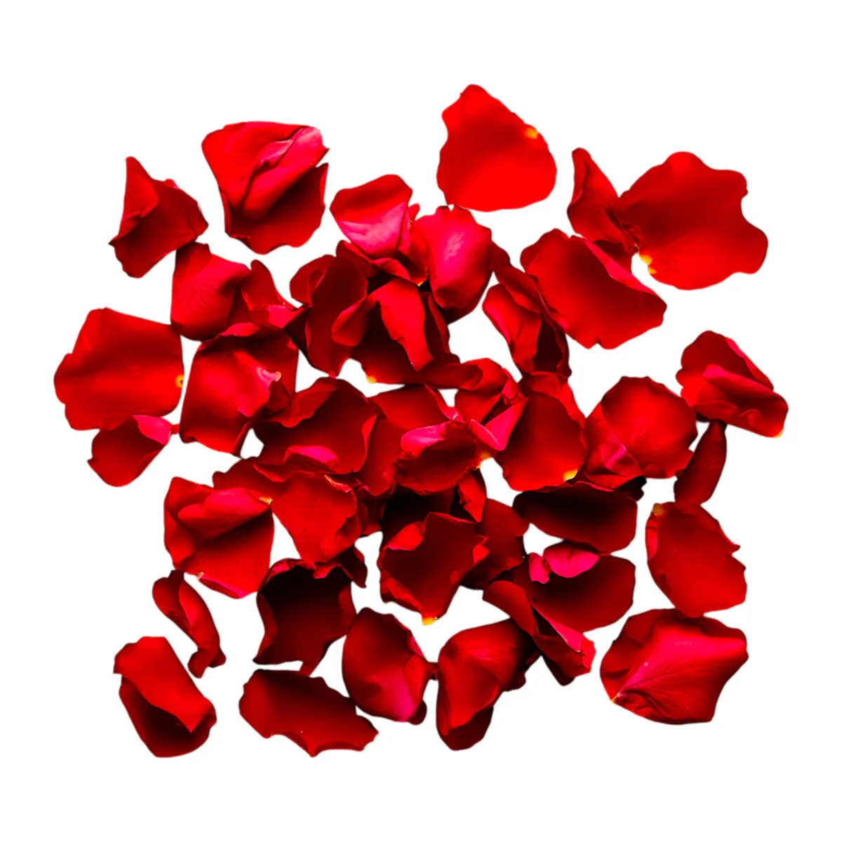 Rose Petals - 100 Gms | Fresh Rose Petals/ Beautiful Rose Petals for Pooja & Decoration - Image 2