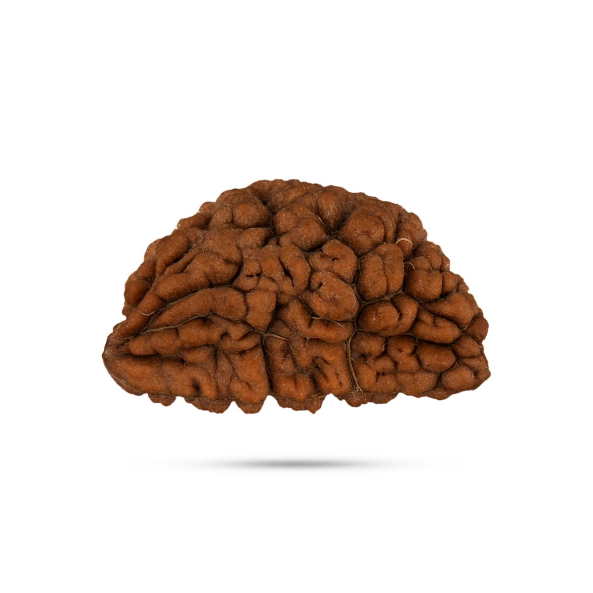 1 Mukhi Rudraksh Bead - Cashew Nut Shape | 1 Face Rudraksha/ Ek Mukhi Rudraksha For Meditation & Gifting - Image 2