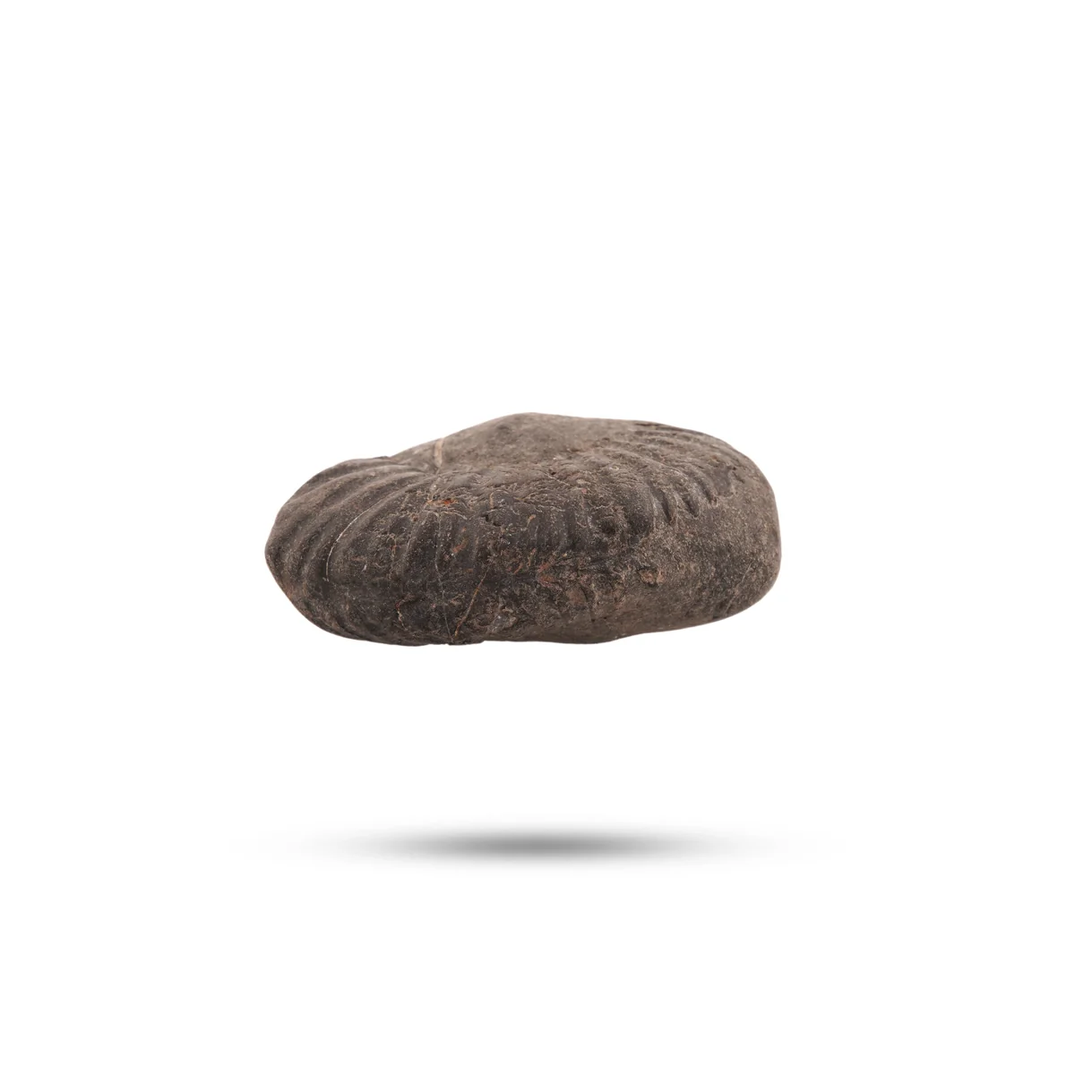 Shaligram Idol - 1 x 2 Inches | Shaligram Murti/ Saligram Murti for Pooja - Image 4